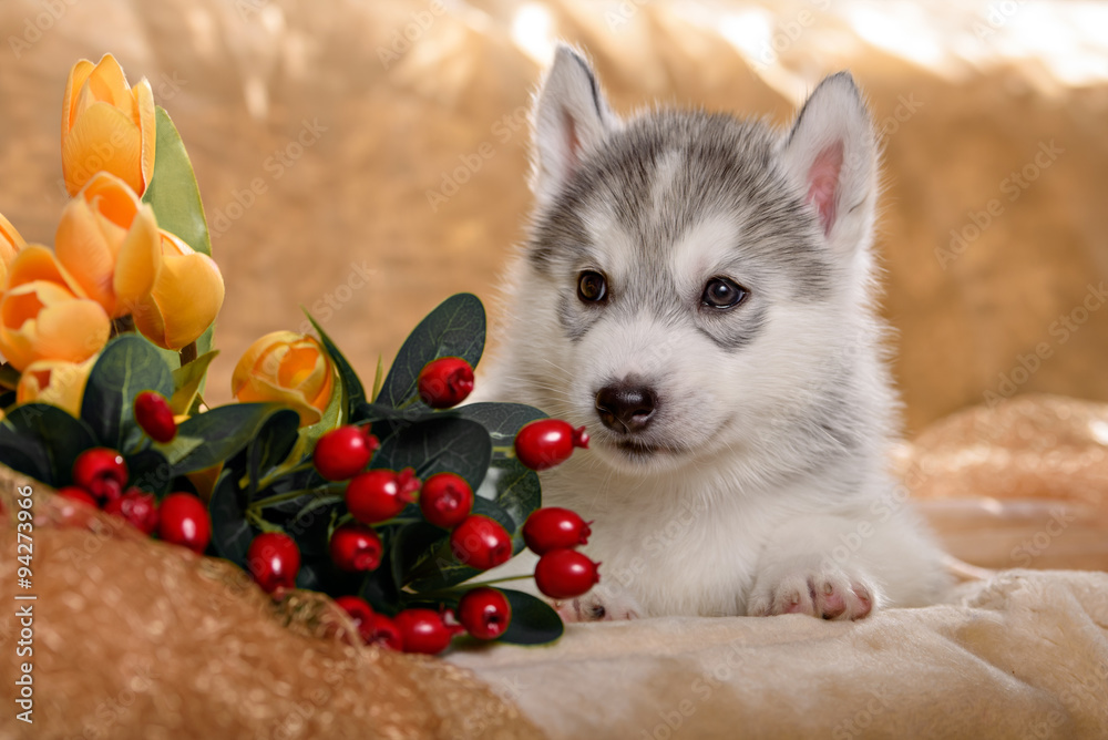 funny puppy with a bouquet of flowers