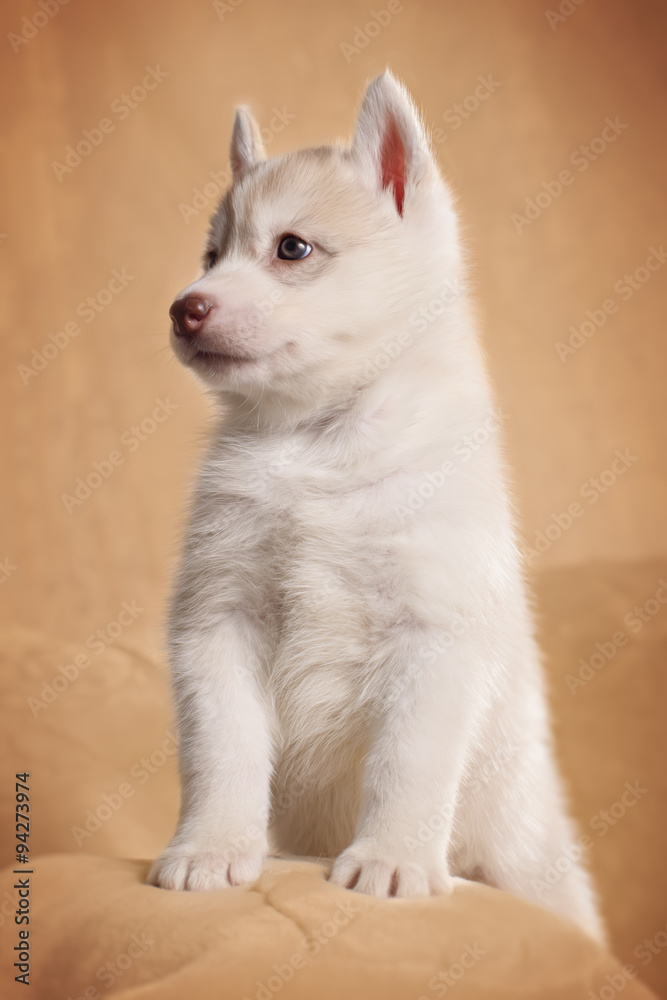 funny puppy with a bouquet of flowers