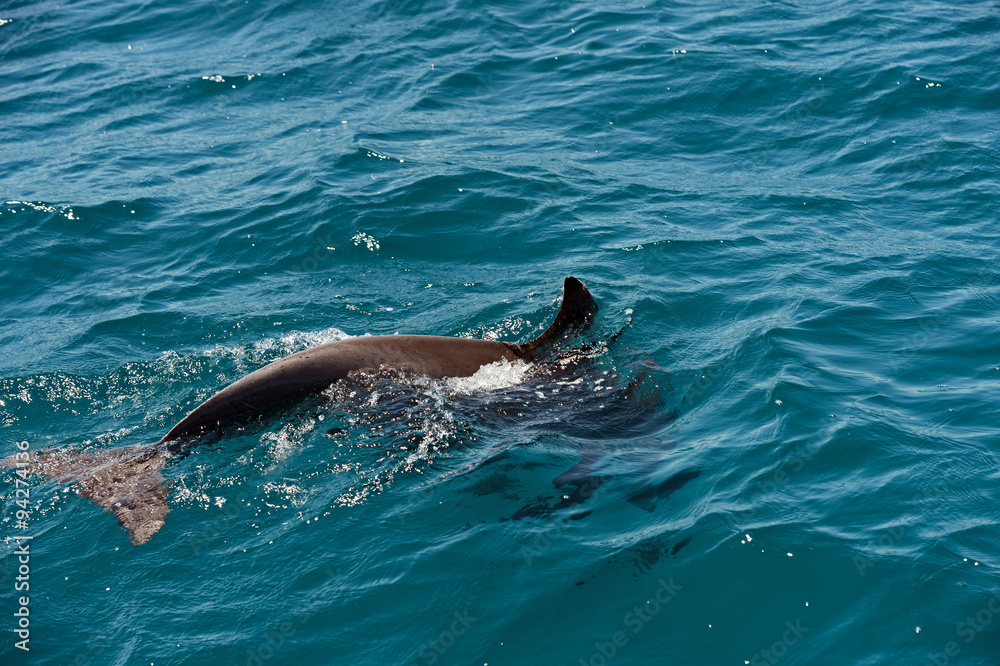 Dolphin Indian Ocean