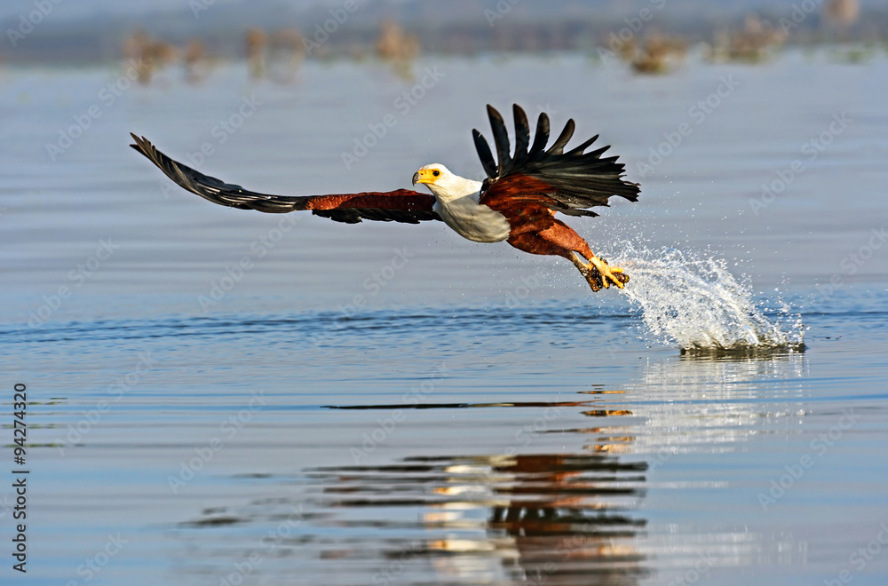 Fish eagle