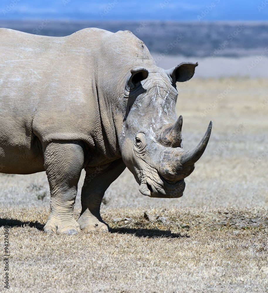 Rhinoceros