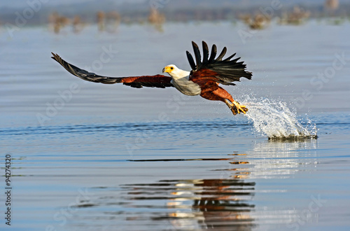 Obraz na płótnie Fish eagle w salonie
