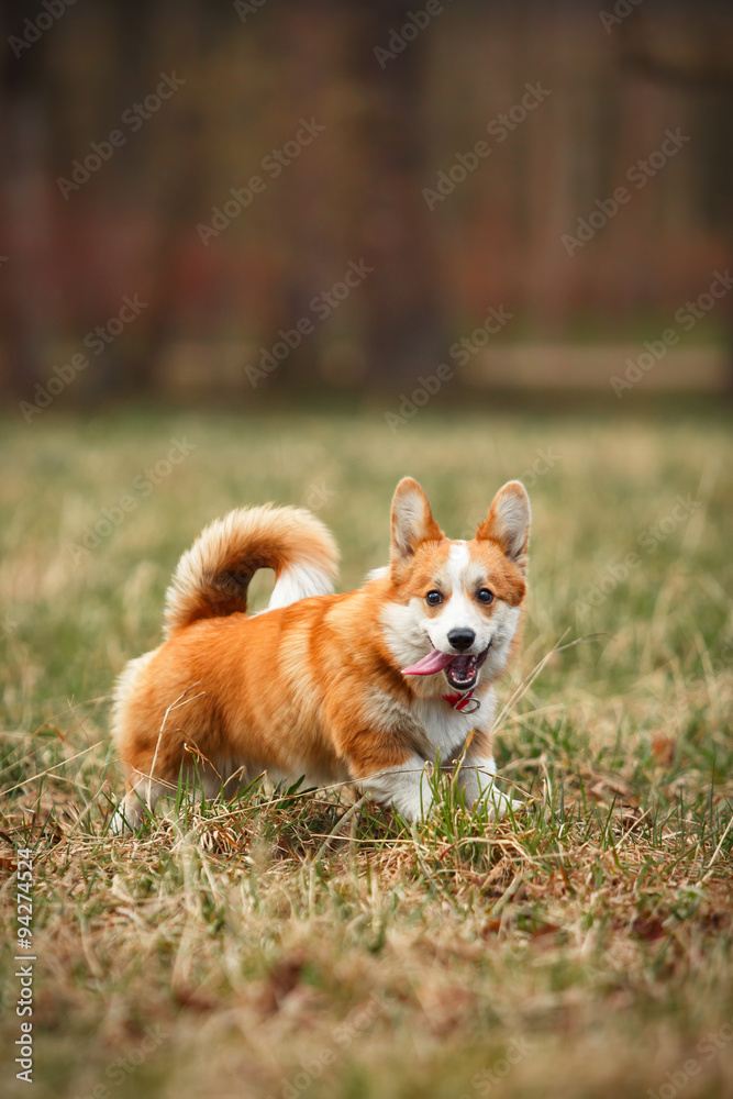 Dog breed Welsh Corgi Pembroke