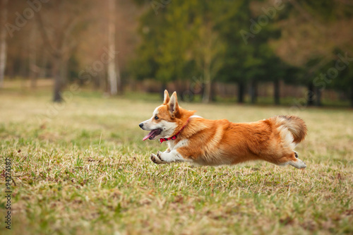 Tablou pe pânză Dog breed Welsh Corgi Pembroke
