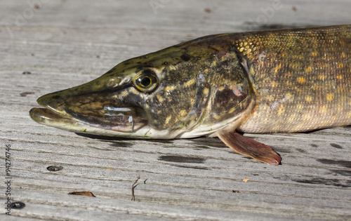 pike head on a wooden background