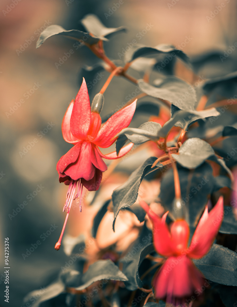 fall flowers with red buds fall flowers with red buds
