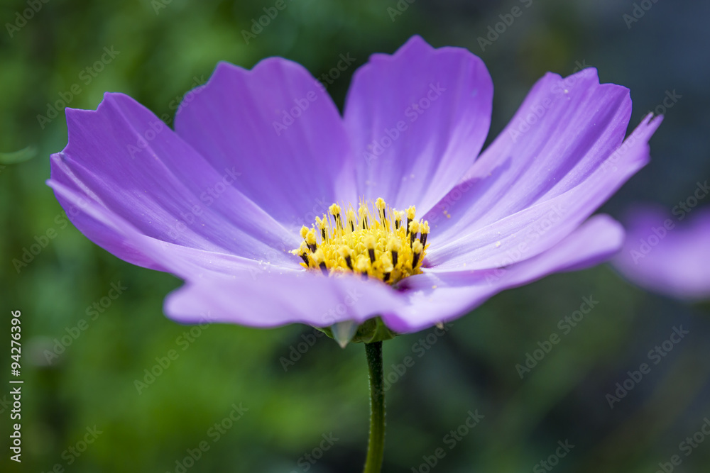 Blue Cosmos flower or kosmeya closeup. Blue Cosmos flower or kosmeya closeup.