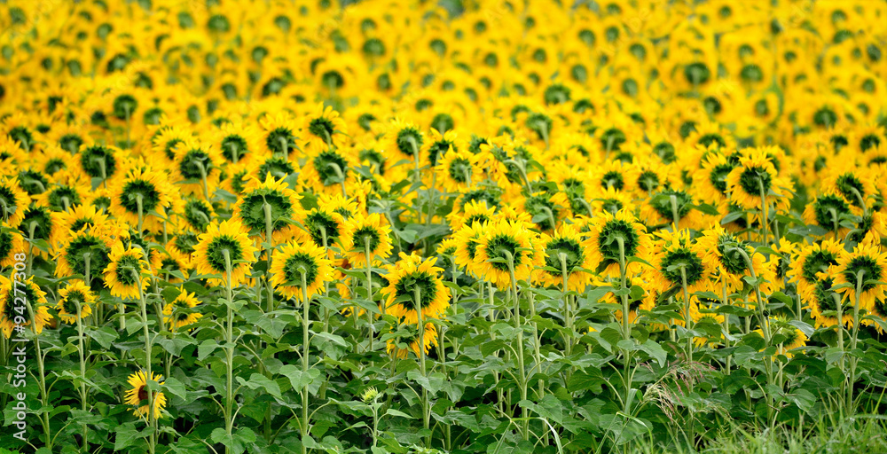 Obraz premium Rear view of sunflower field in the rain