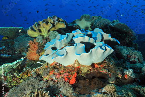 Colorful Coral Reef at Crystal Bay, Nusa Penida. Bali, Indonesia photo