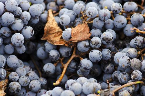 Merlot clusters and leaf during the vine harvest photo
