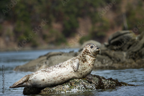 Watchful seal