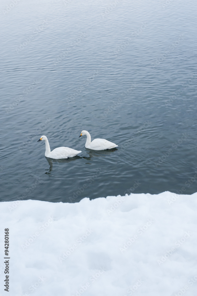 Obraz premium 白鳥