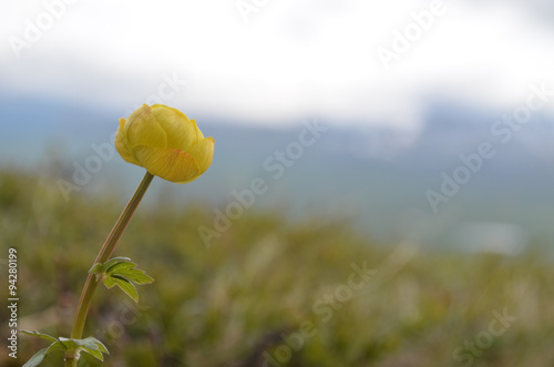 Yellow globeflower in subarctic alpine tundra, Abisko photo