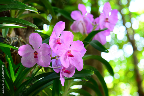 Fototapeta Naklejka Na Ścianę i Meble -  Beautiful orchid flowers with soft background
