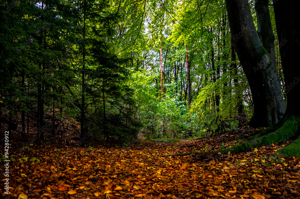 Forest Forest