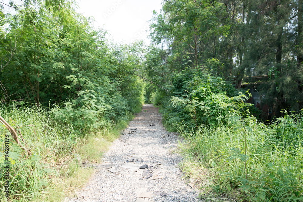 Walkway surrounded with trees.