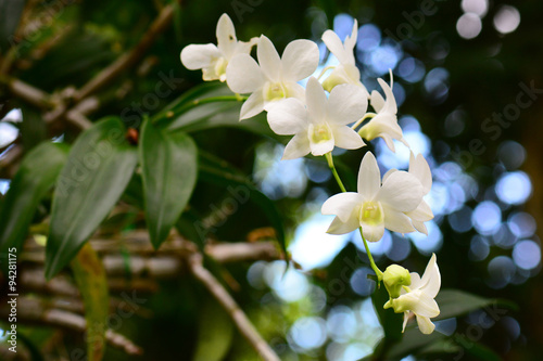 Fototapeta Naklejka Na Ścianę i Meble -  Beautiful orchid flowers with soft background