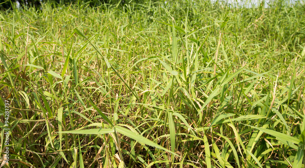 Grass weeds background Grass weeds background