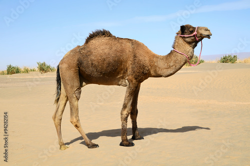 Camel in pink bridle