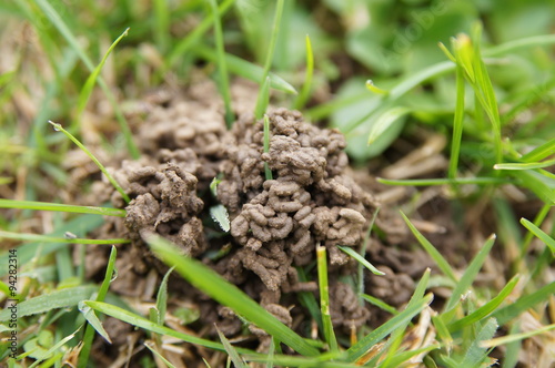 Turricules de ver de terre sur pelouse verte, fertilisant naturel du sol et biodiversité du jardin
