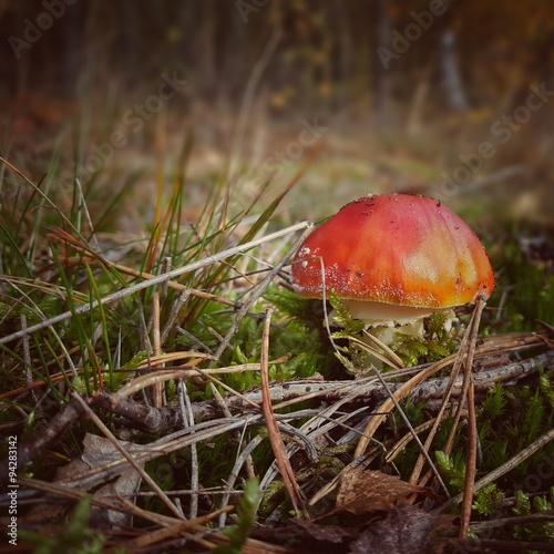 Forest mushrooms growing in green grass