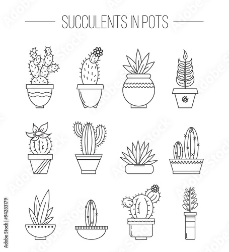 Set of succulent plants and cactuses in pots..Linear botanical vector elements