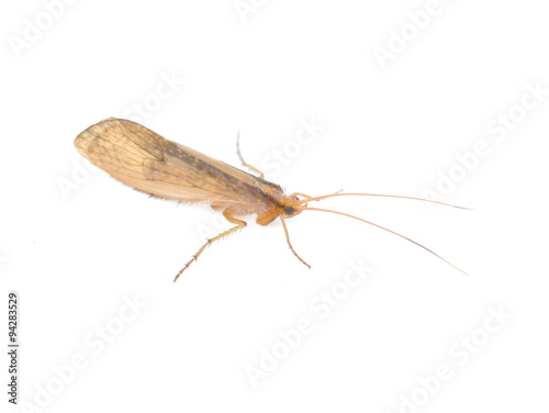 The caddisfly Micropterna sequax isolated on white background photo