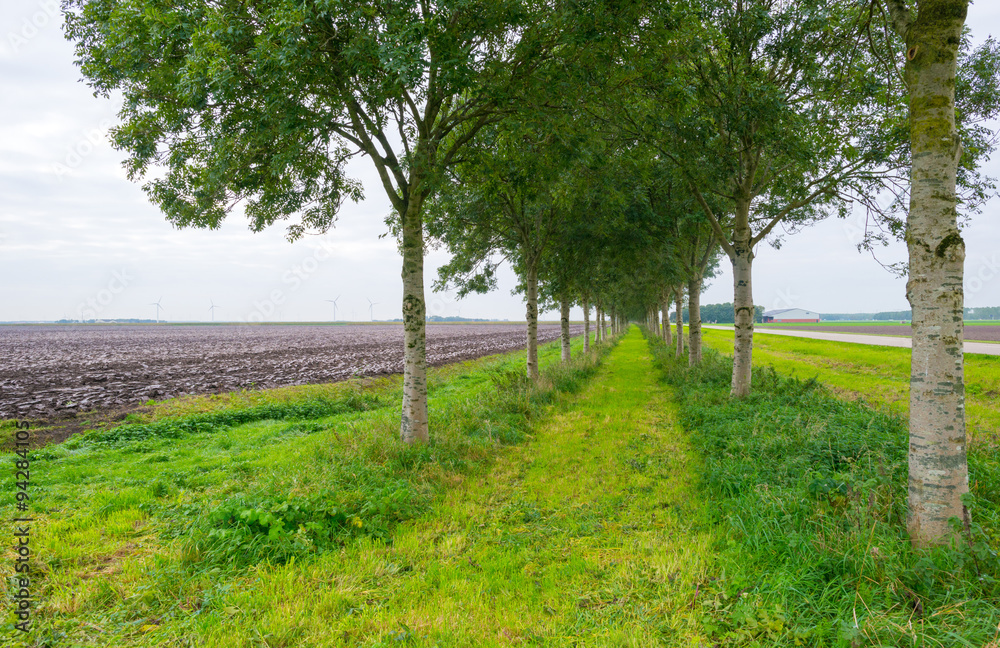 Dubble row of trees along a field in autumn