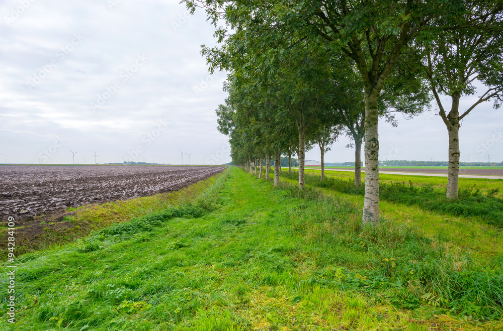 Dubble row of trees along a field in autumn