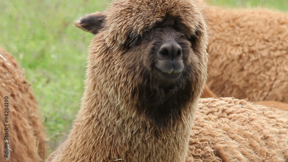 Portrait of chewing alpaca with eyes overgrown by wool, other alpacas on background. Space on bottom for text.