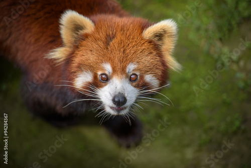 Closeup portrait of red panda