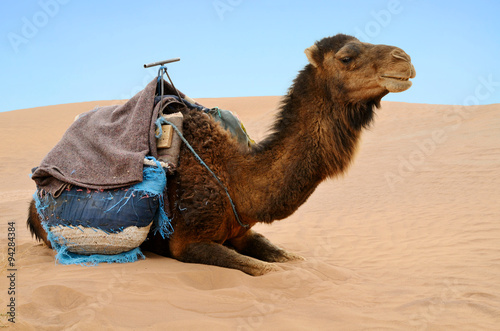 Reasting camel