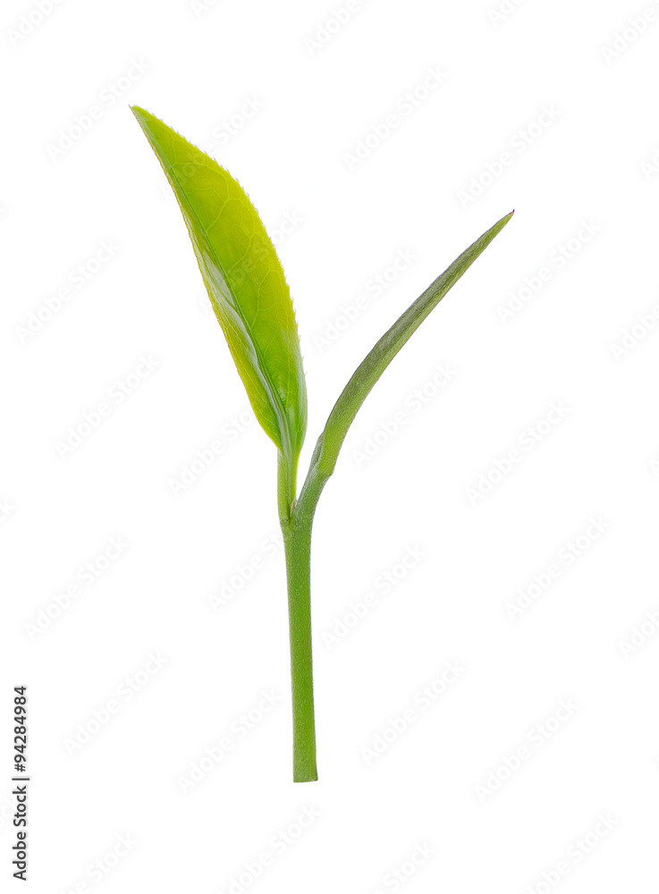 Obraz premium Green tea leaf isolated on white background