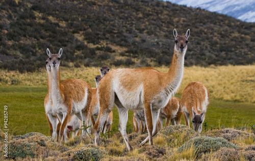 Group guanaco in the national park Torres del Paine. Chile. An excellent illustration.