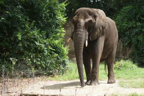 African Bush Elephant - Loxodonta africana