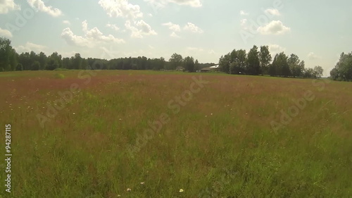 Aerial videoframe of summer red field and birds, sunny weather photo