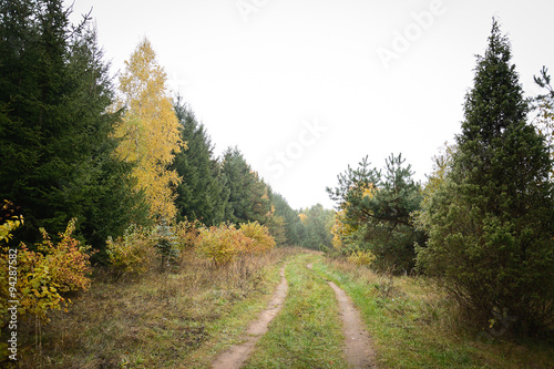 road in the woods