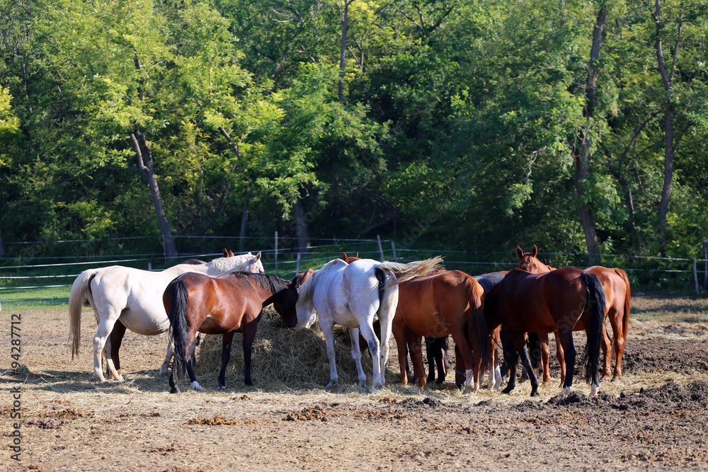 Young horses eating fresh hay between the bars of an old wooden Young horses eating fresh hay between the bars of an old wooden