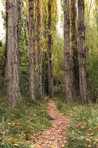 The autumnal forest Path