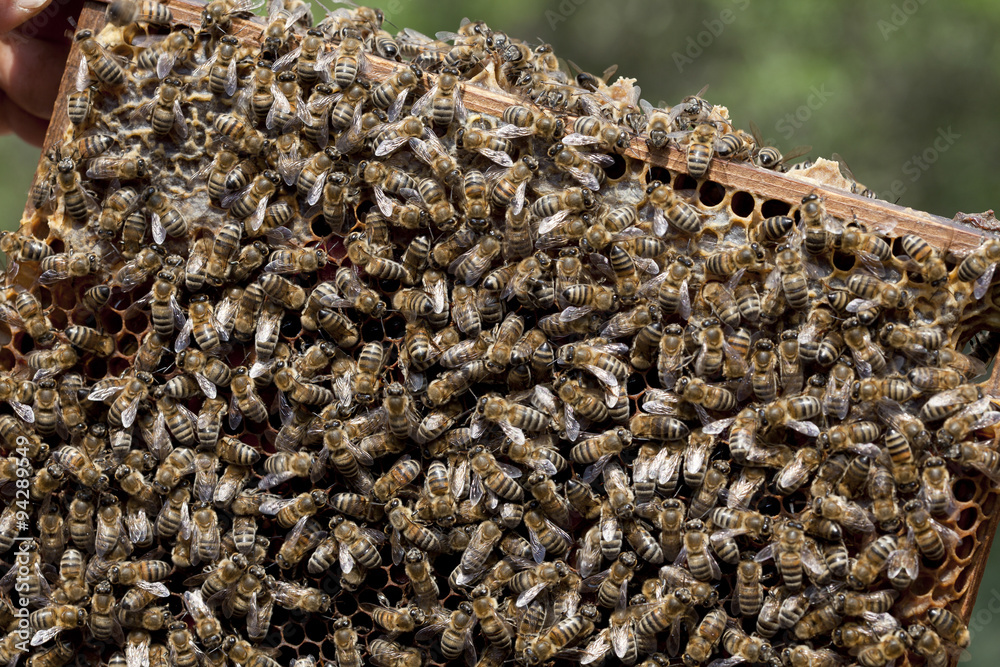 honey bees