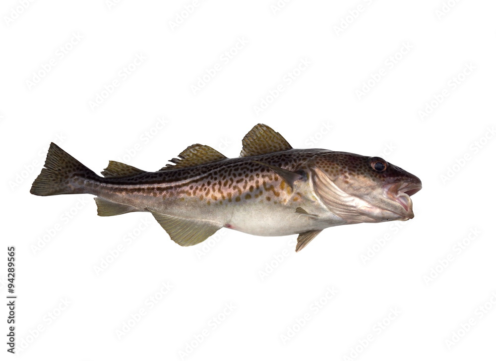 Obraz premium codfish