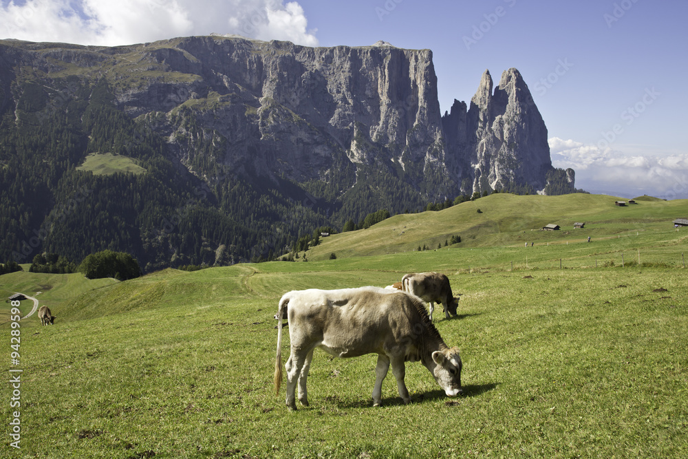 Auf der Seiser Alm in Südtirol mit blick auf den Schlern
