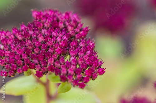 Hortensie