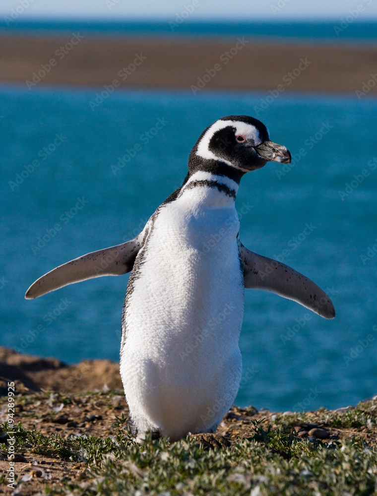 Naklejka premium Magellan penguin nesting. Funny pictures. Argentina. Peninsula Valdes. An excellent illustration.