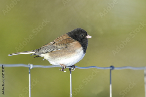 Photography Dark-eyed Junco (Junco hyemalis) British Columbia Canada