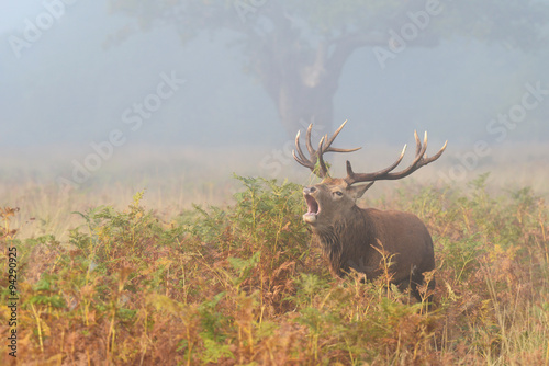 Red Deer - Rut time.