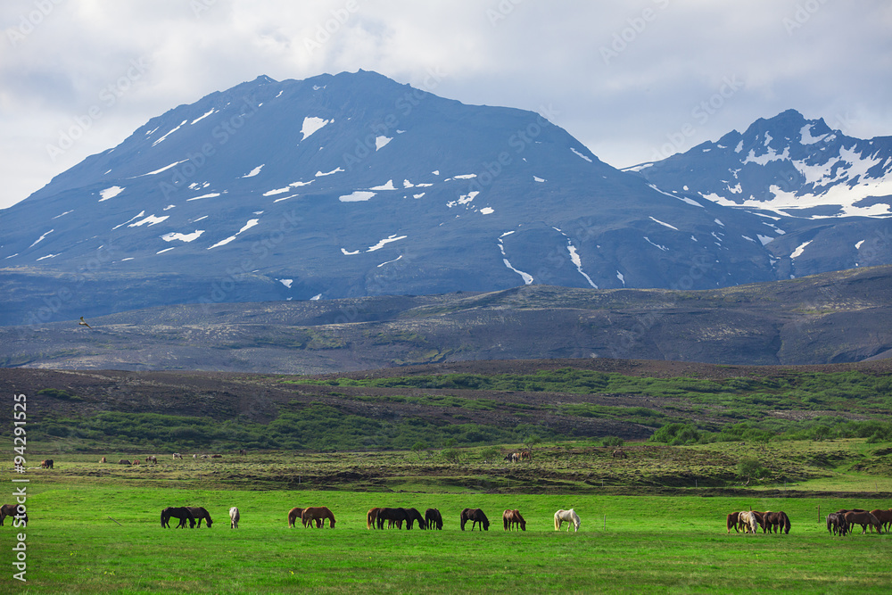 Icelandic Horses in a field 
