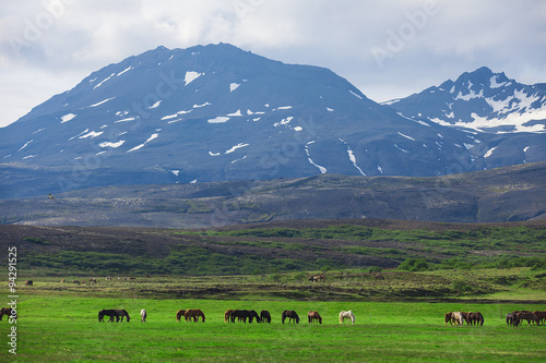Icelandic Horses in a field  © gornostaj