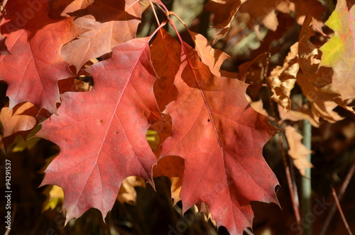 Rote Herbstblätter