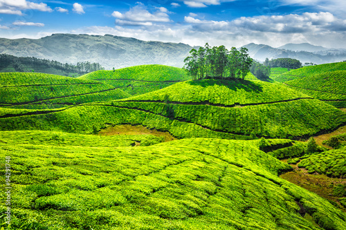 Green tea plantations in India #94291748